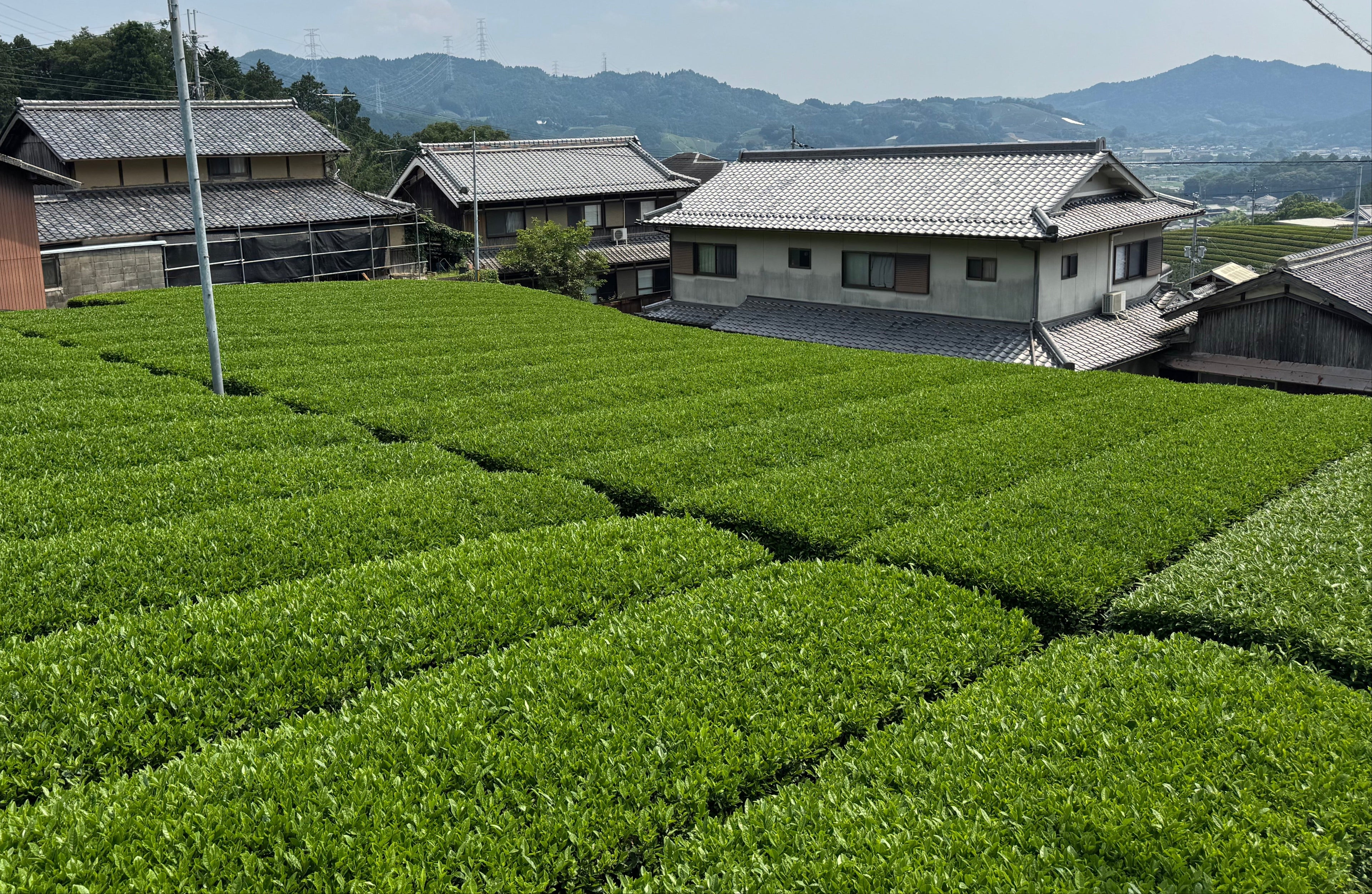 Uji Teeplantage